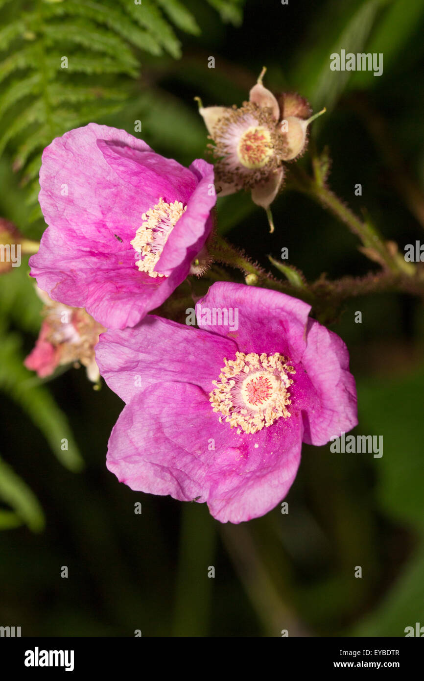 Summer blooms of the purple flowering raspberry, Rubus odoratus Stock Photo