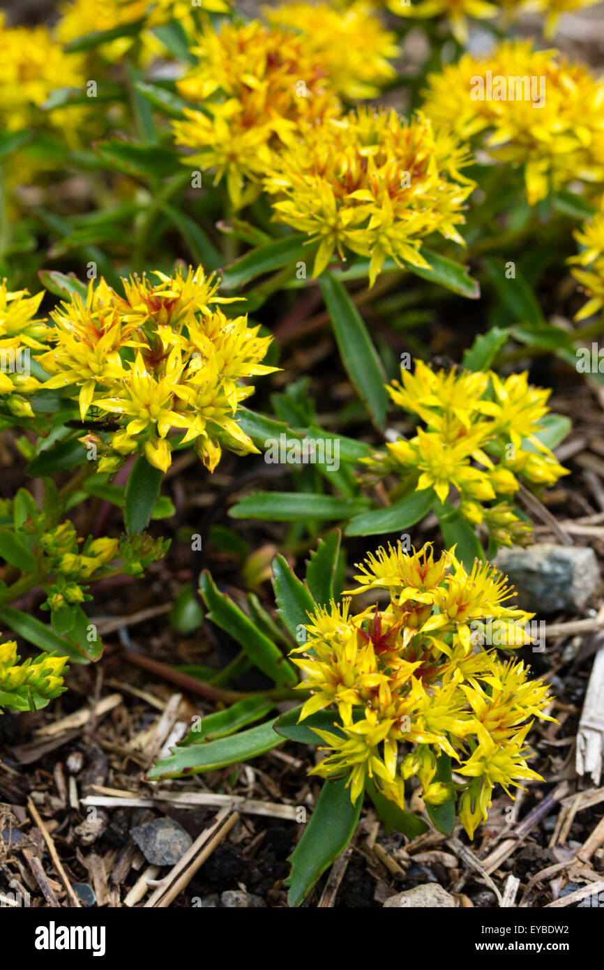 Yellow stonecrop flowers of the low growing Sedum kamtschaticum var. floriferum Weihenstephaner Gold Stock Photo