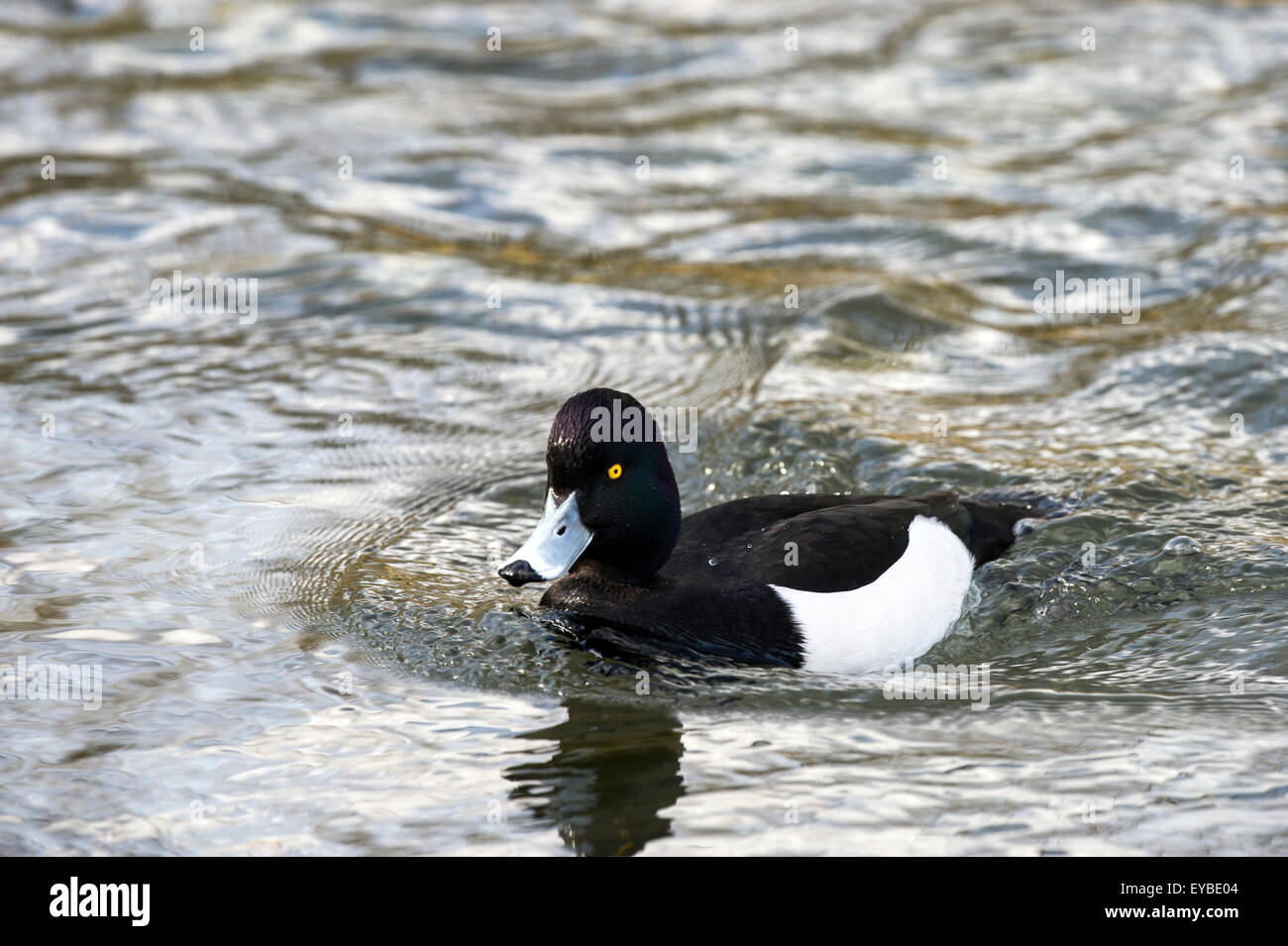 Tufted Duck Swimming On A Lake Stock Photo