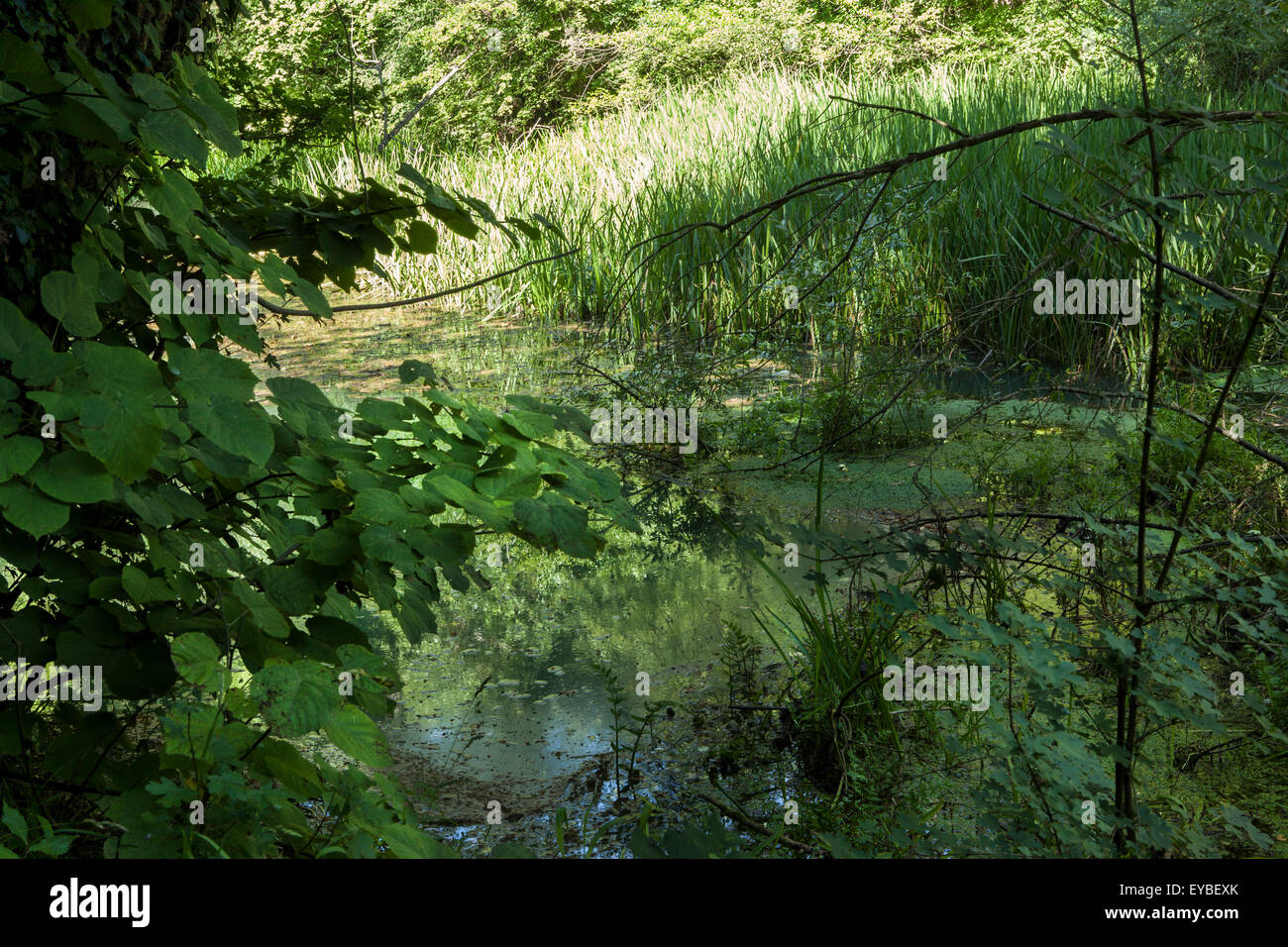 A huge Karst spring Stock Photo Alamy