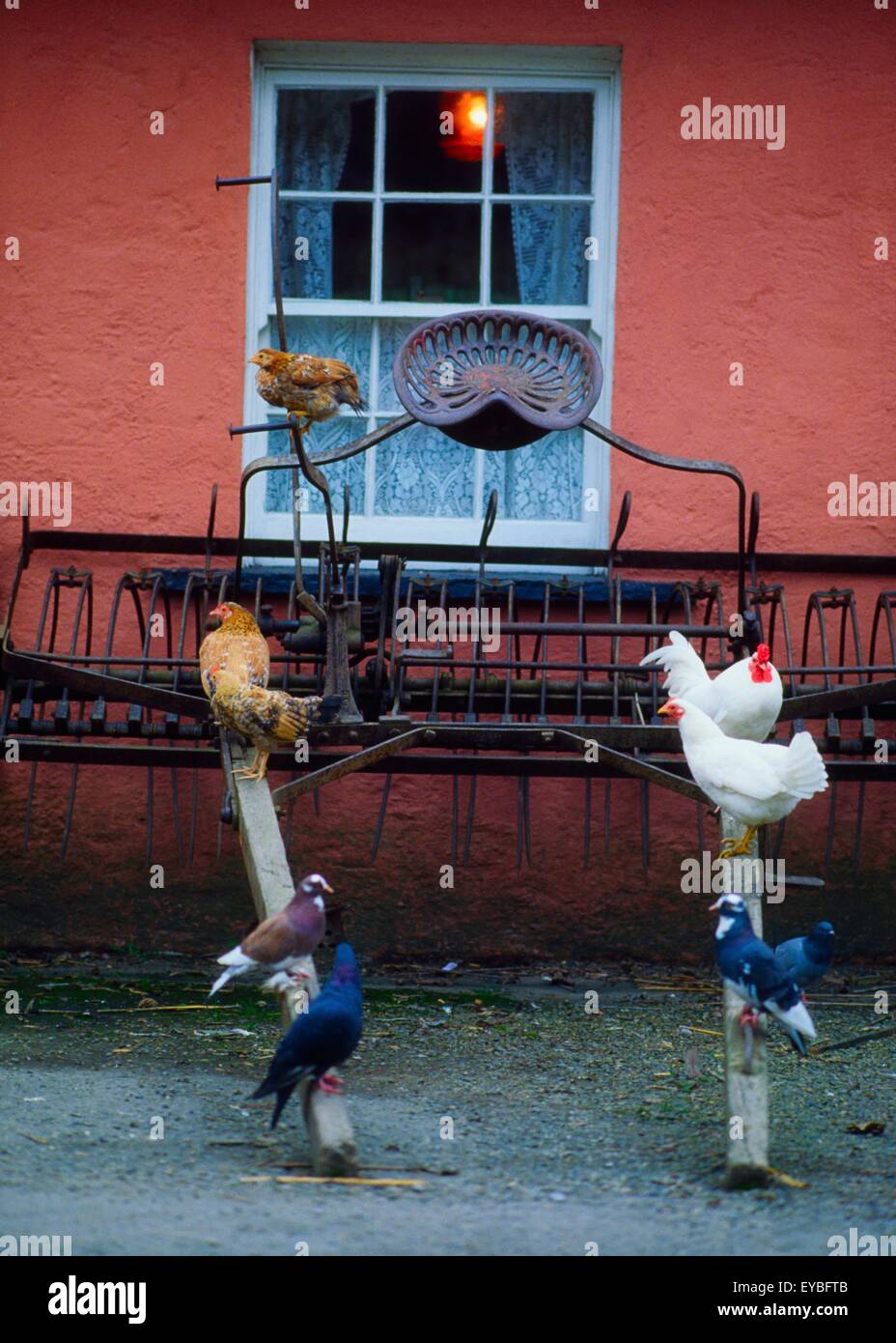 Bunratty Castle And Folk Park, Co Clare, Ireland; Chickens In A Folk Park Recreating 19Th Century Life Stock Photo