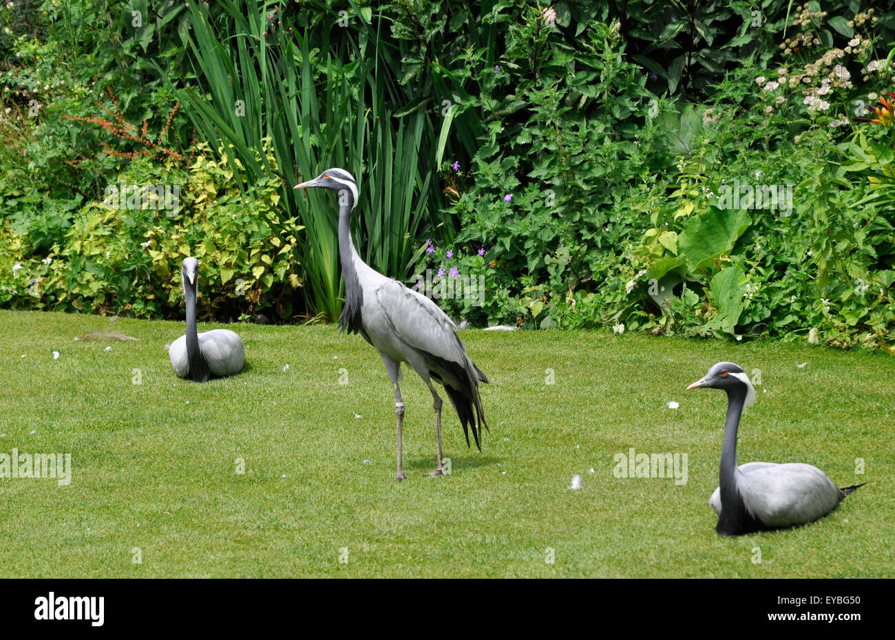 grey crowned cranes Stock Photo