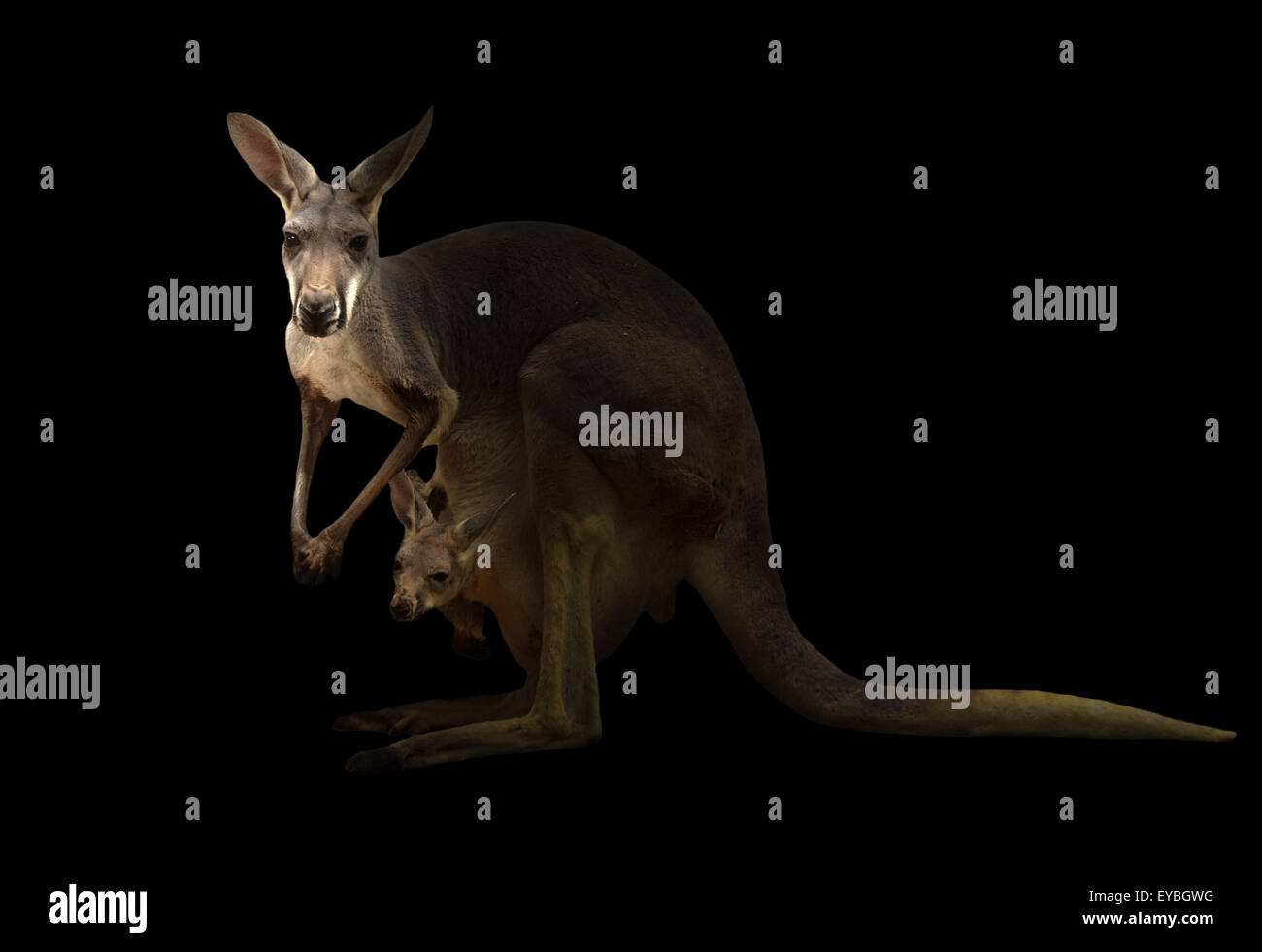 red kangaroo standing in the dark background Stock Photo