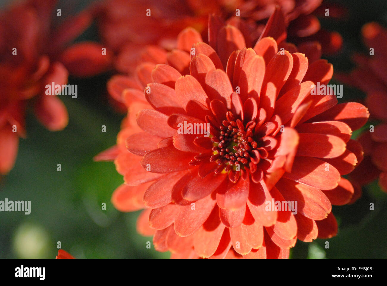 Dahlia In Pot Stock Photo Alamy