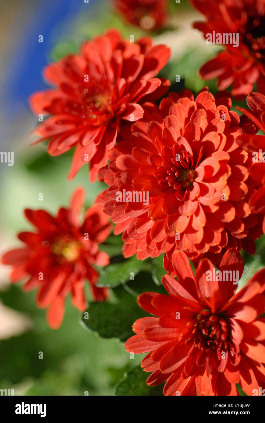 Dahlia In Pot Stock Photo Alamy