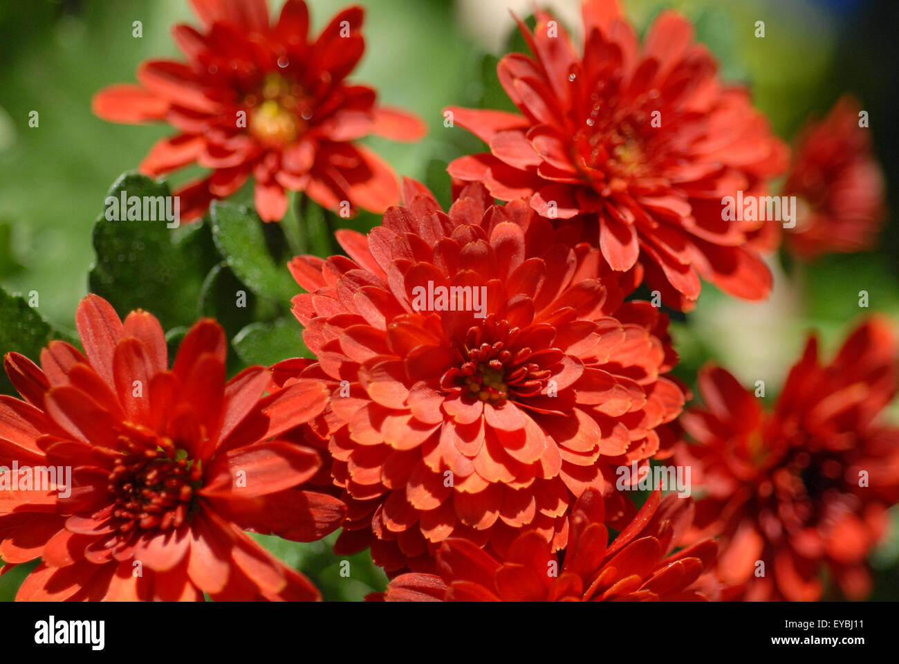 Dahlia In Pot Stock Photo Alamy