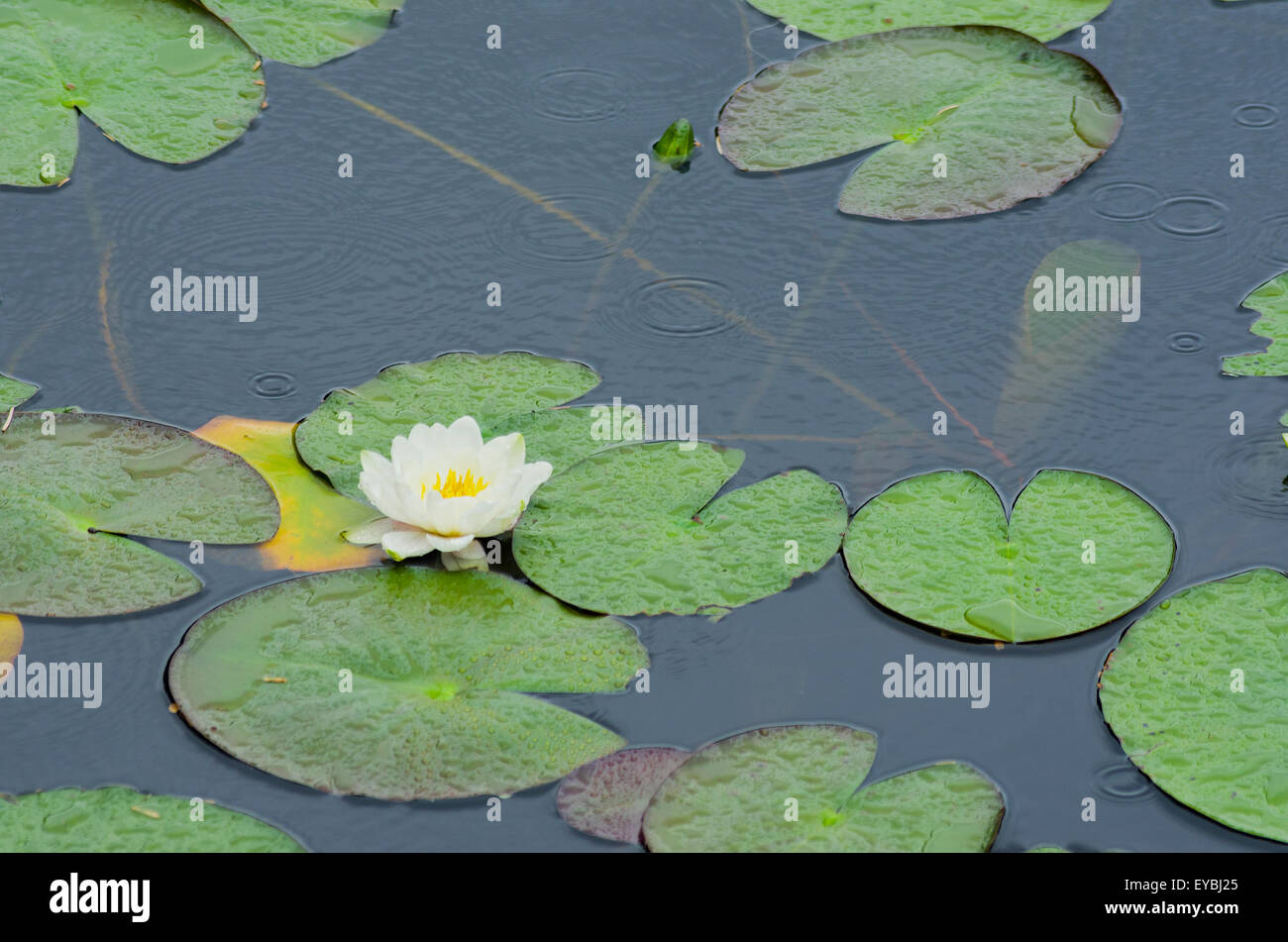 Native british waterlily hires stock photography and images Alamy