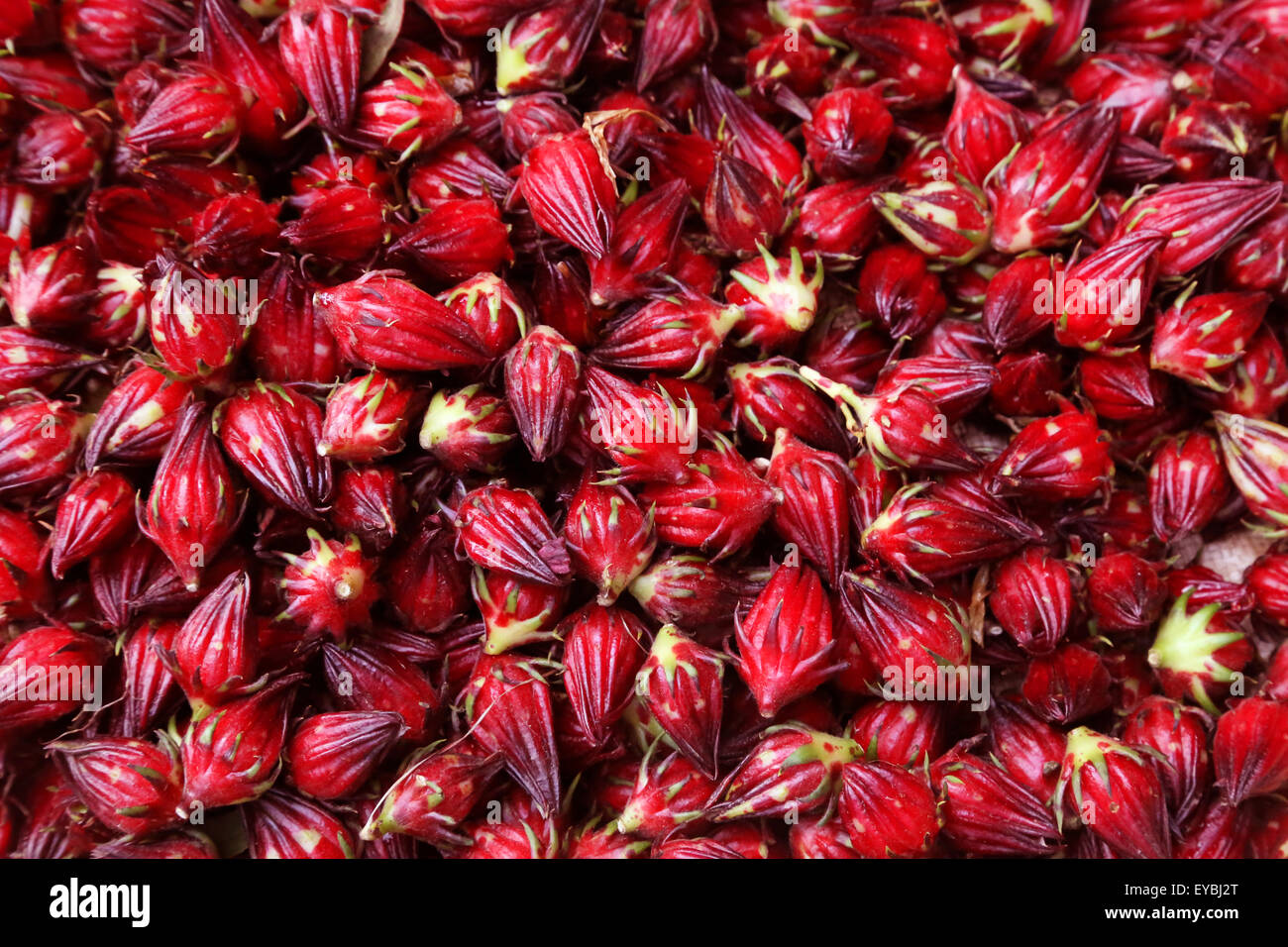 Background made of hibiscus sabdariffa or roselle fruits Stock Photo