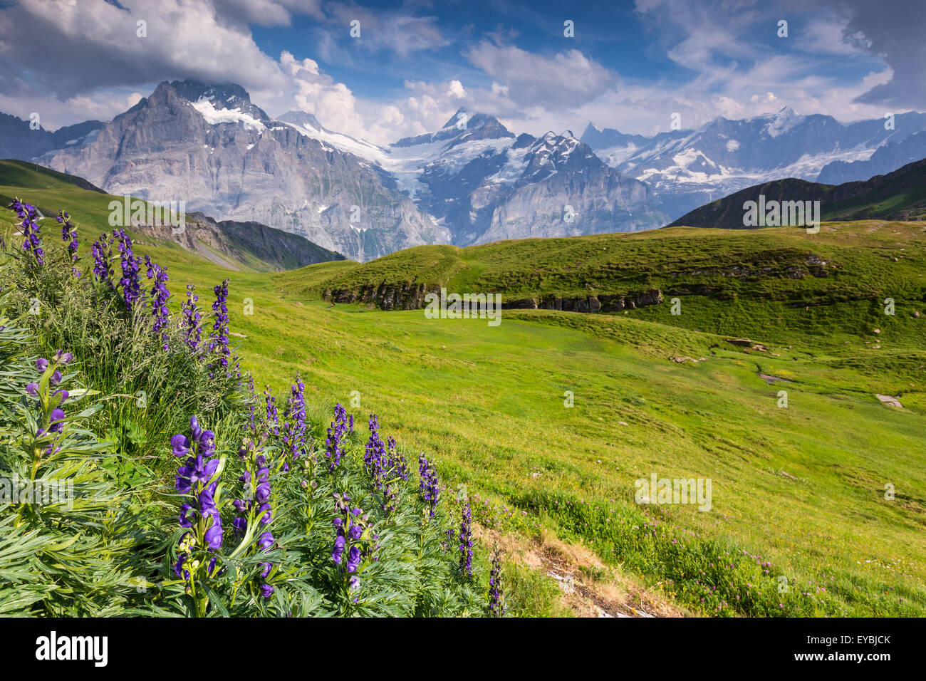 Aconitum napellus L. (aconito napello). Lycoctonum.   Alp Baach above Grindelwald town.  The Oberland mountain area. Switzerland Stock Photo