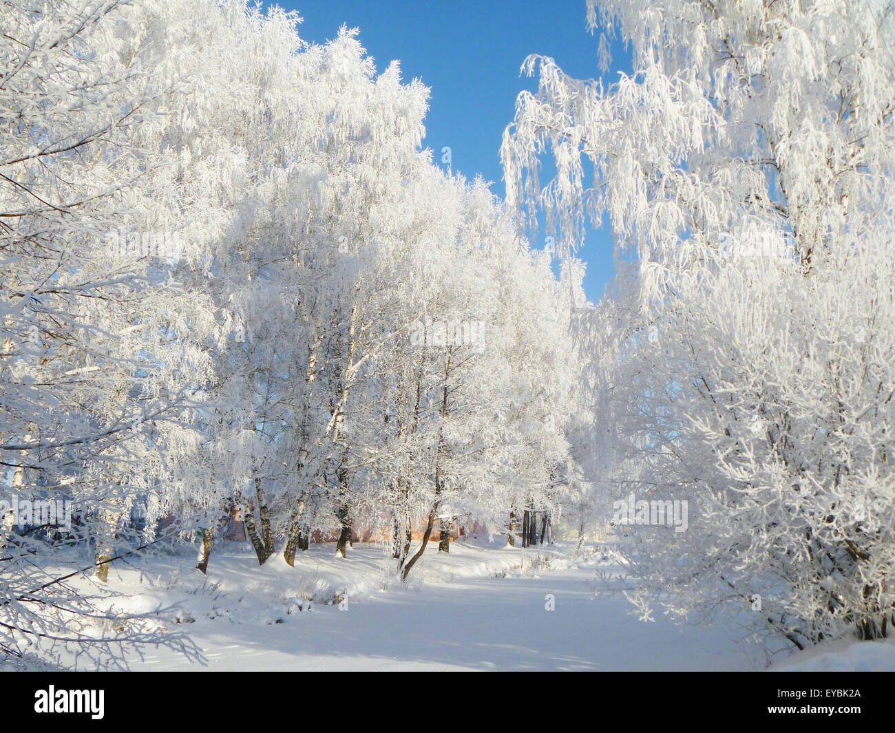 Winter landscape with frozen tree Stock Photo - Alamy
