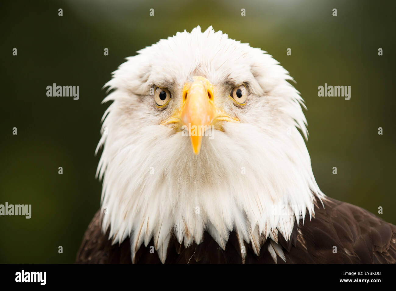 Bald eagle headshot Stock Photo Alamy