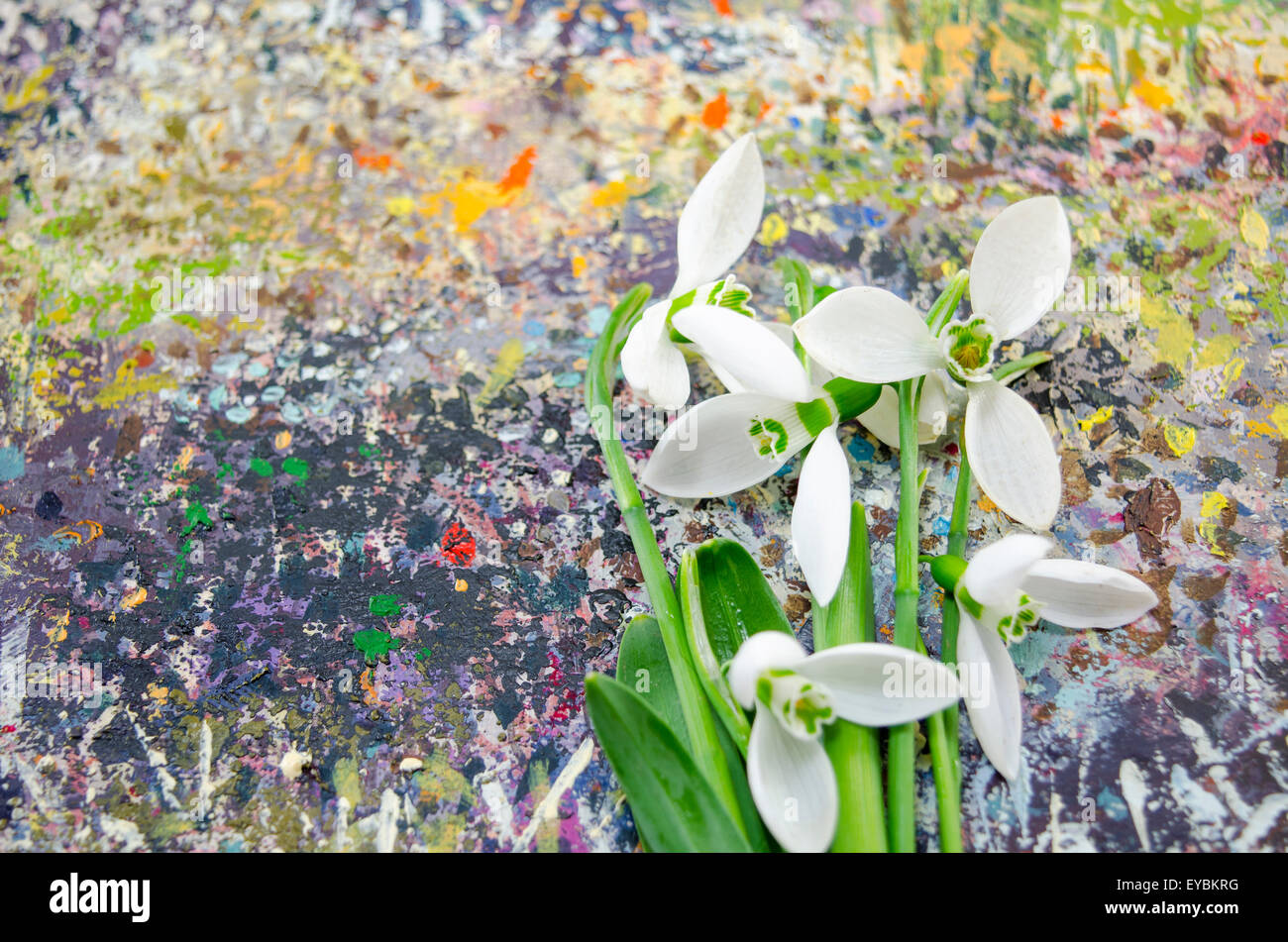 Snowdrop flowers  on a colorful patterned background Stock Photo