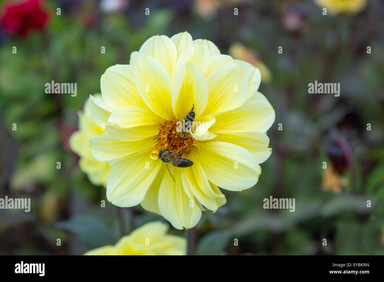 Beautiful yellow flower with a bee collecting nectar Stock Photo