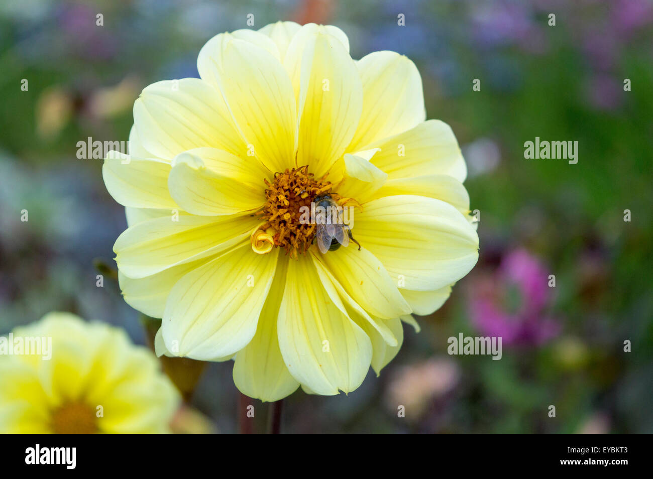 Beautiful yellow flower with a bee collecting nectar Stock Photo
