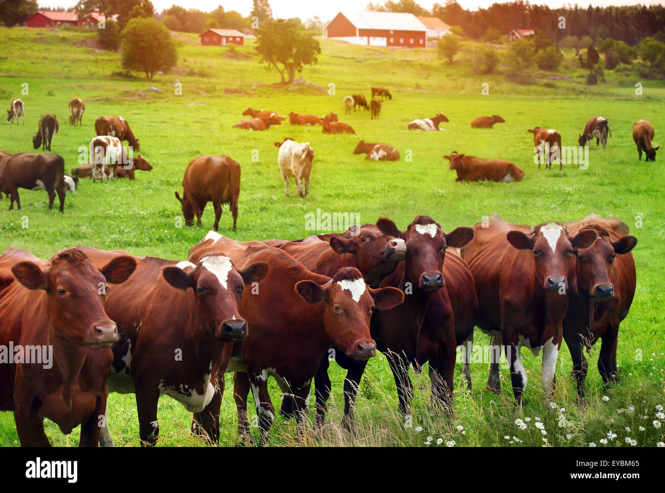 Herd Of Cows At Summer Green Field Stock Photo Alamy