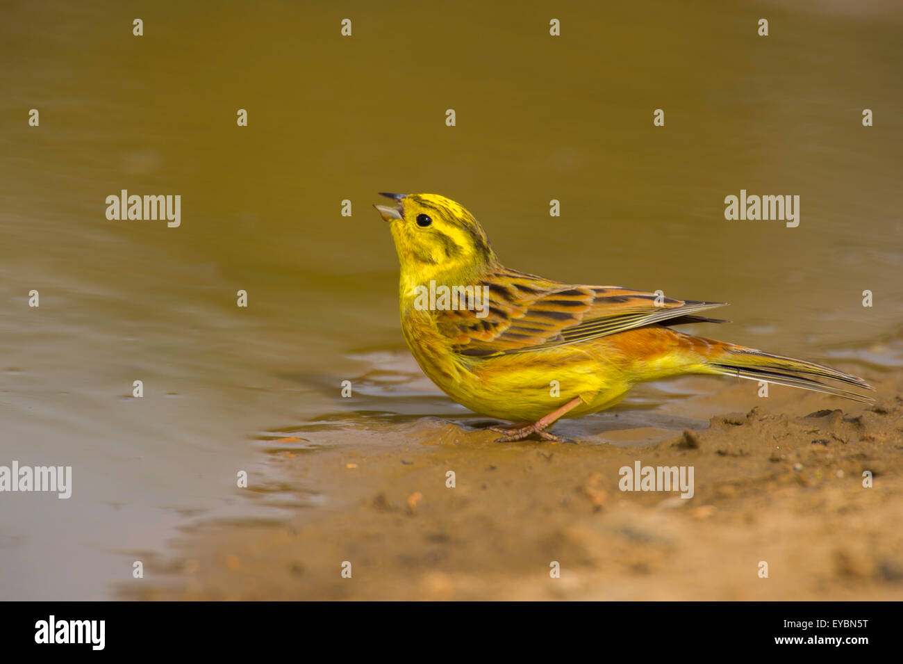 Yellowhammer drinking from a pool. Stock Photo
