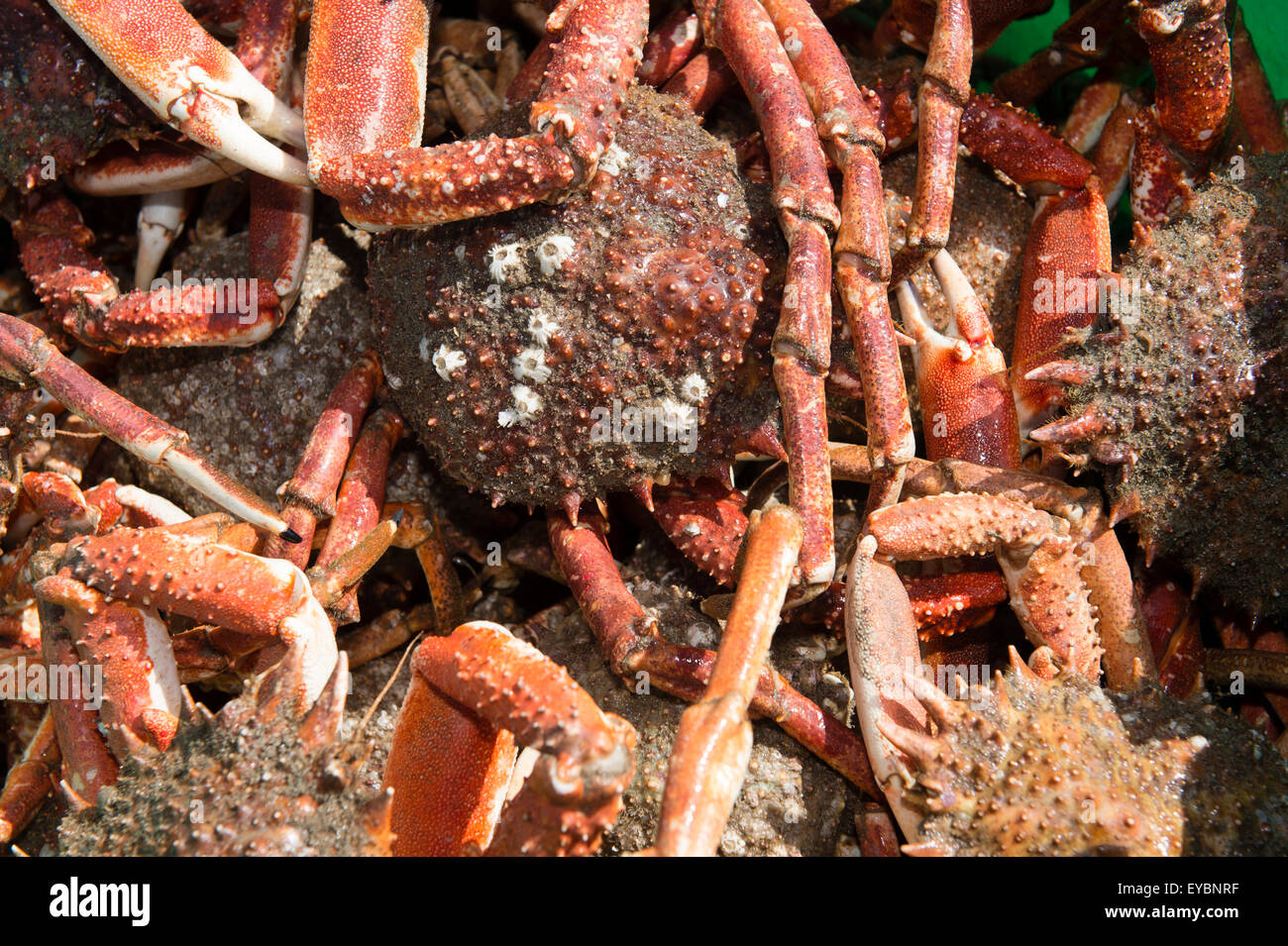 Spider crabs caught in Cardigan Bay Wales UK Stock Photo