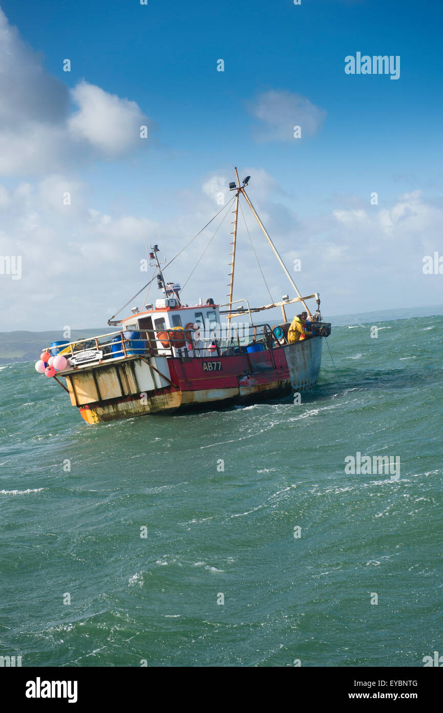 Inshore fishing in Cardigan Bay : a small lobster and crab fishing boat working out of