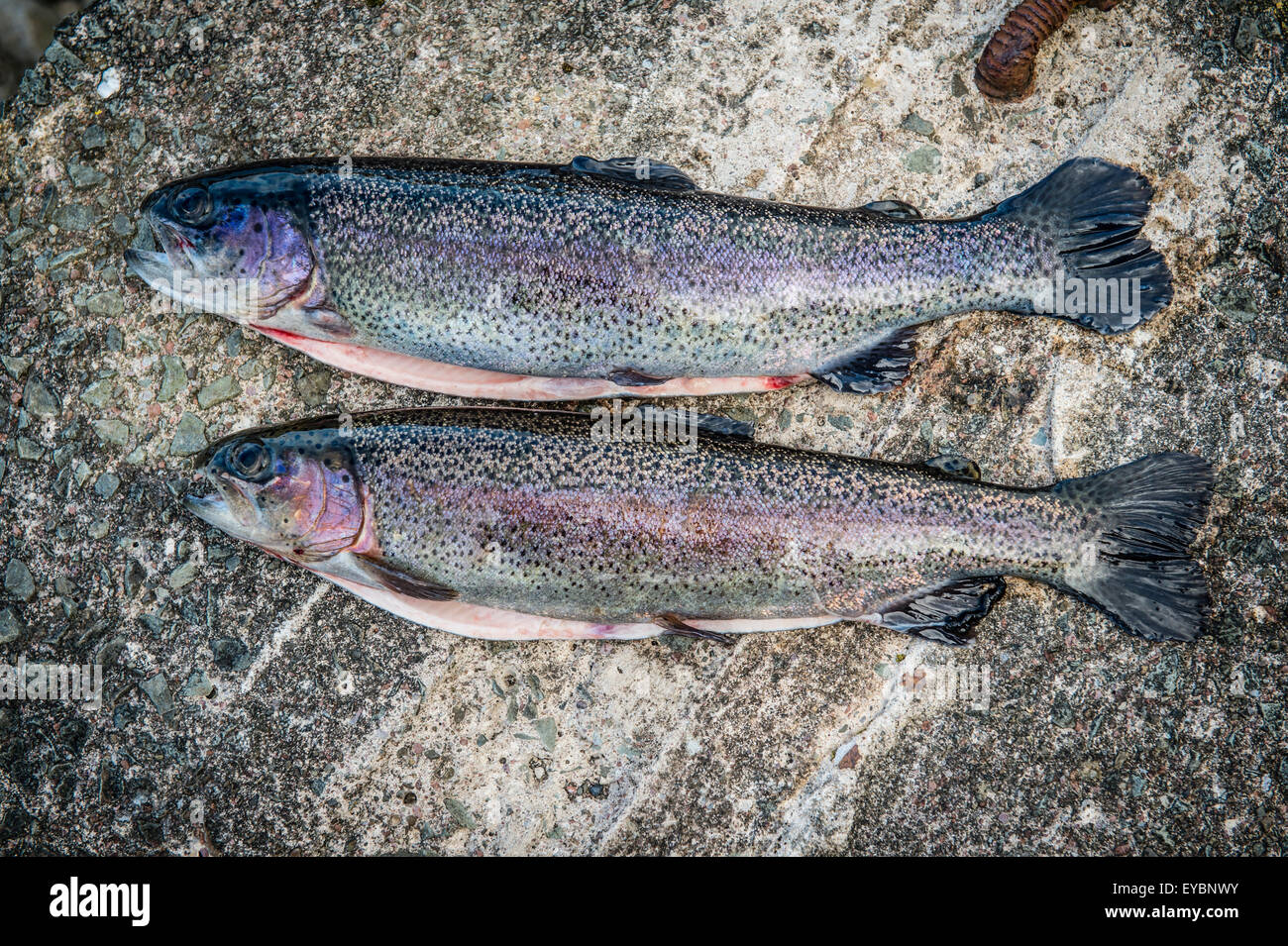 Two freshly caught rainbow trout caught using rod and reel at Dinas