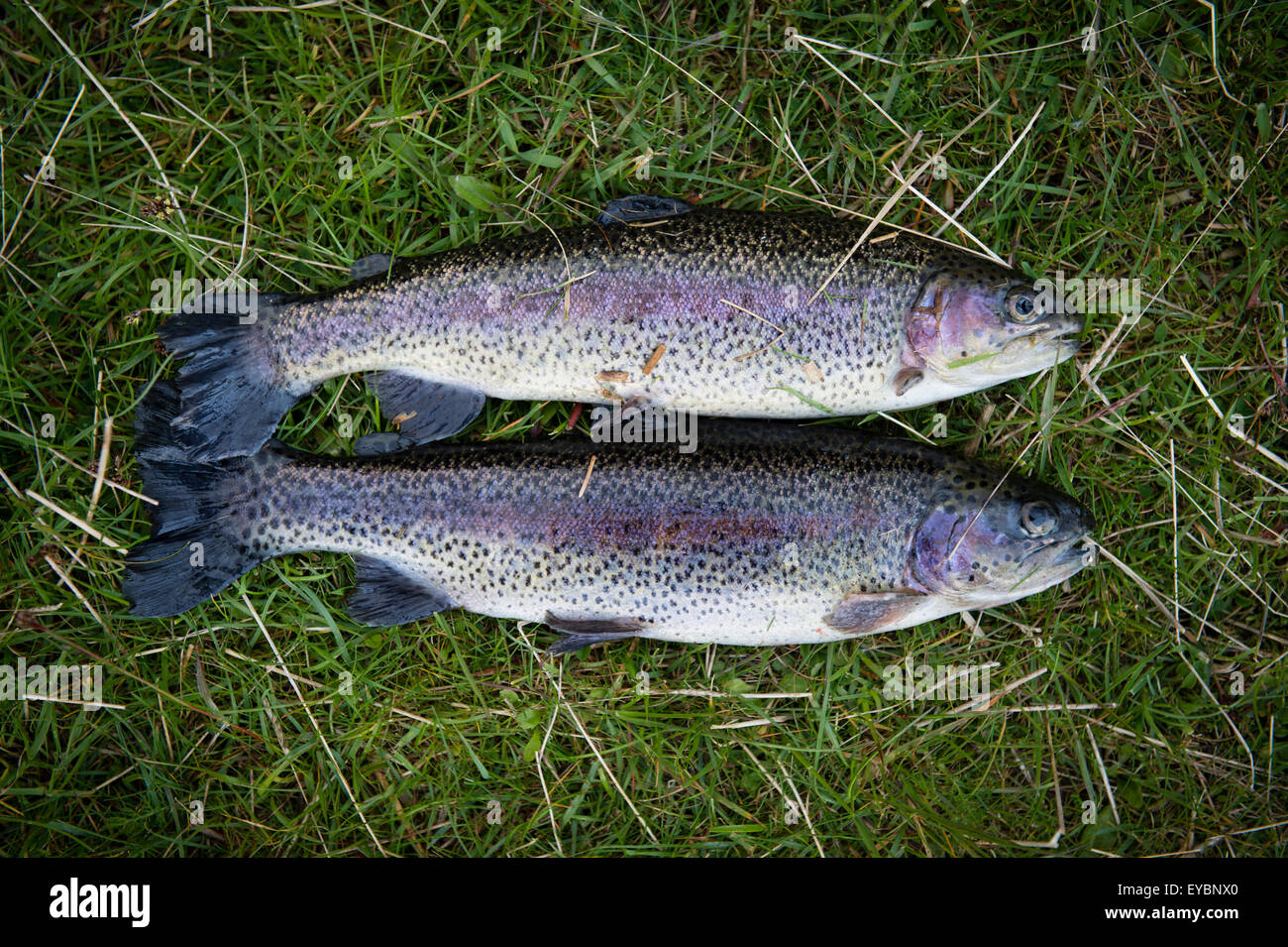 Two freshly caught rainbow trout caught using rod and reel at Dinas