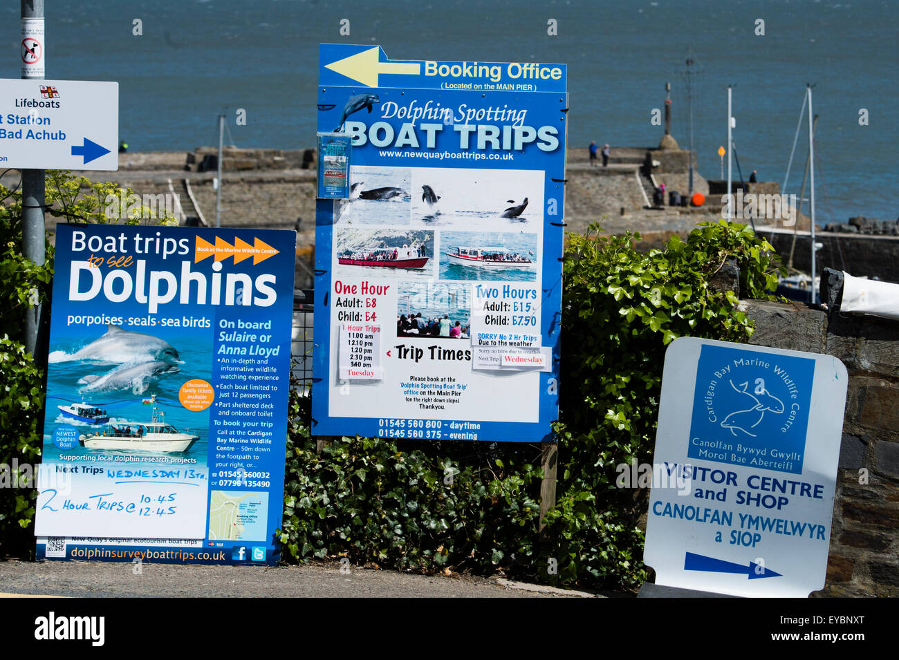 Signs advertising Dolphin watching boat  trips on Cardigan Bay on a Summer afternoon, New Quay, Ceredigion , Wales UK, Stock Photo