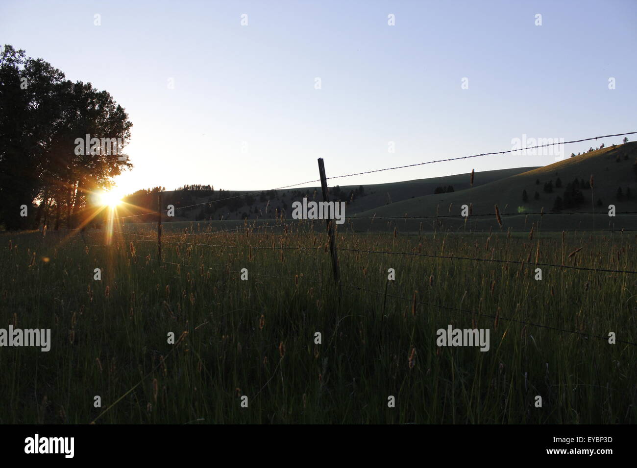 The sun is setting over a hay field with an old barbwire fence running ...