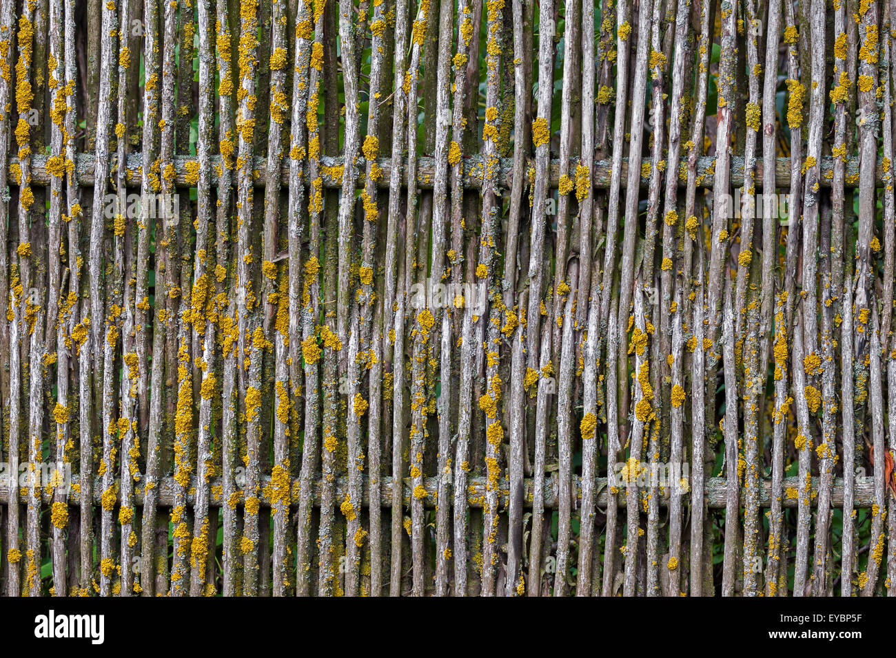 Wooden weathered and mossy fence background Stock Photo