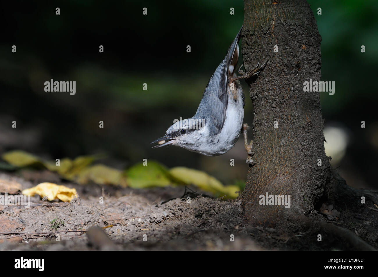 Upside-down Eurasian nuthatch found a seed under the tree Stock Photo