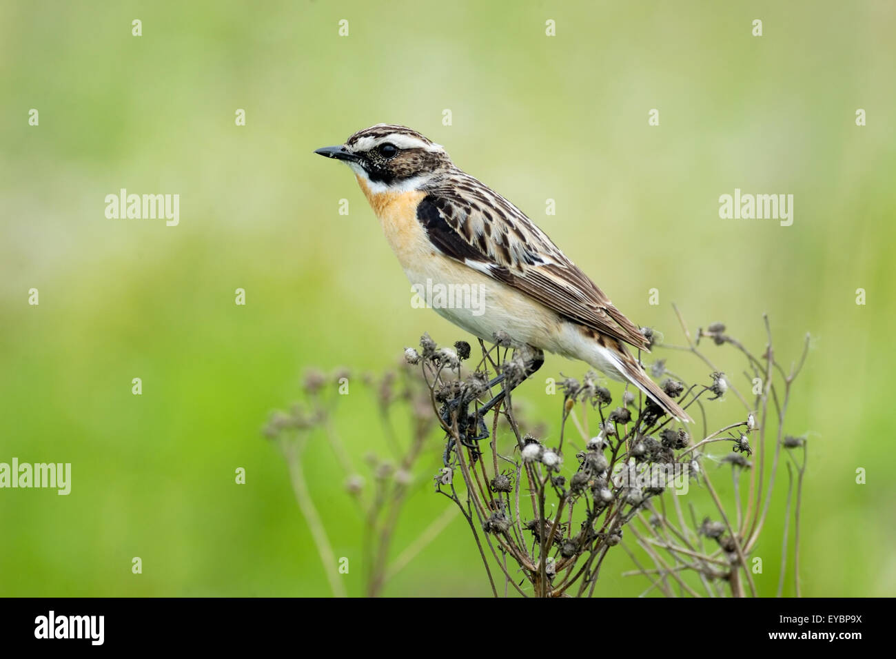 Perching male Whinchat in grassland Stock Photo