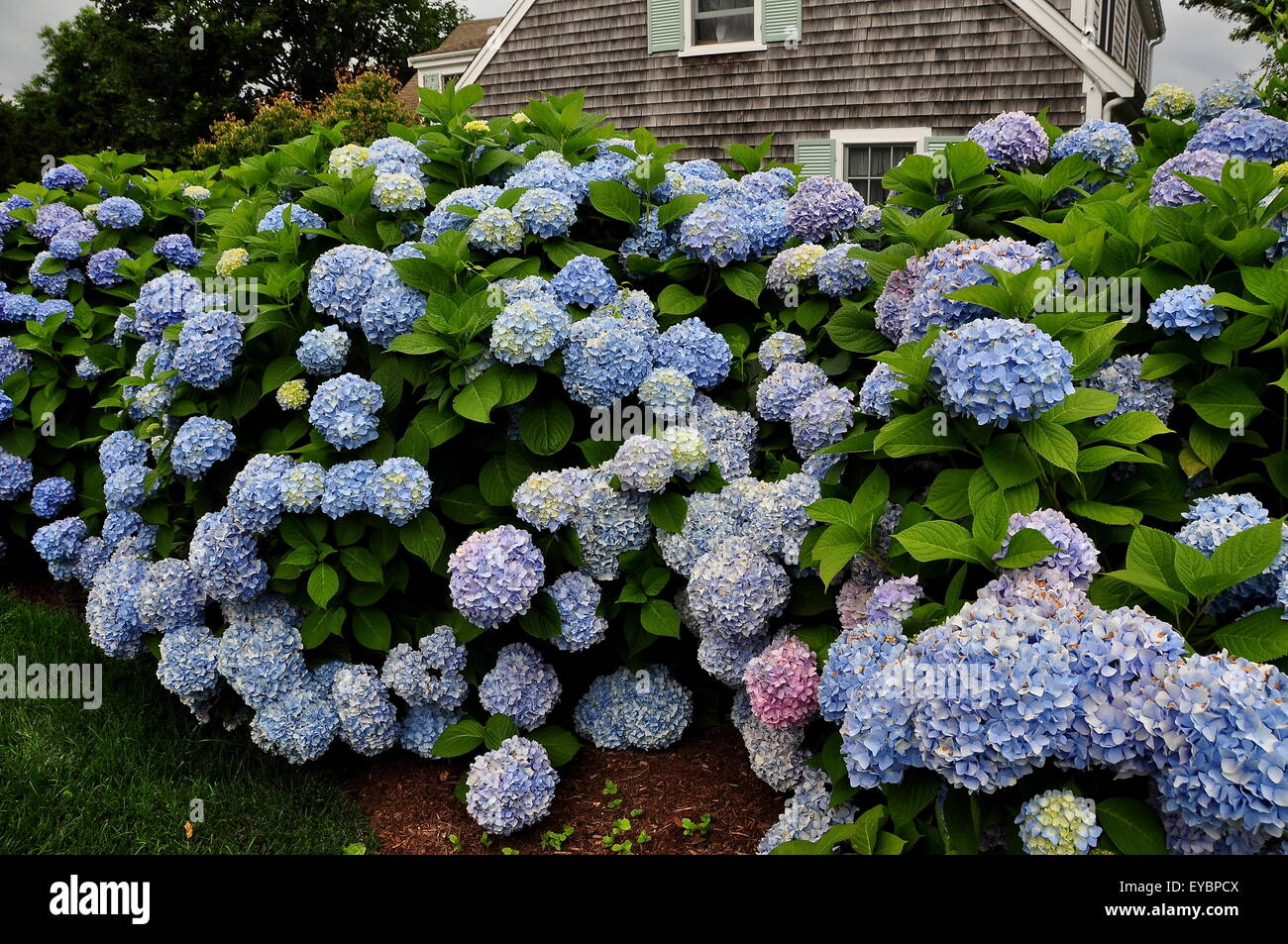 Centerville, Massachusetts Mounds of blue Hydrangeas blossom in Summer near a Cape Cod home