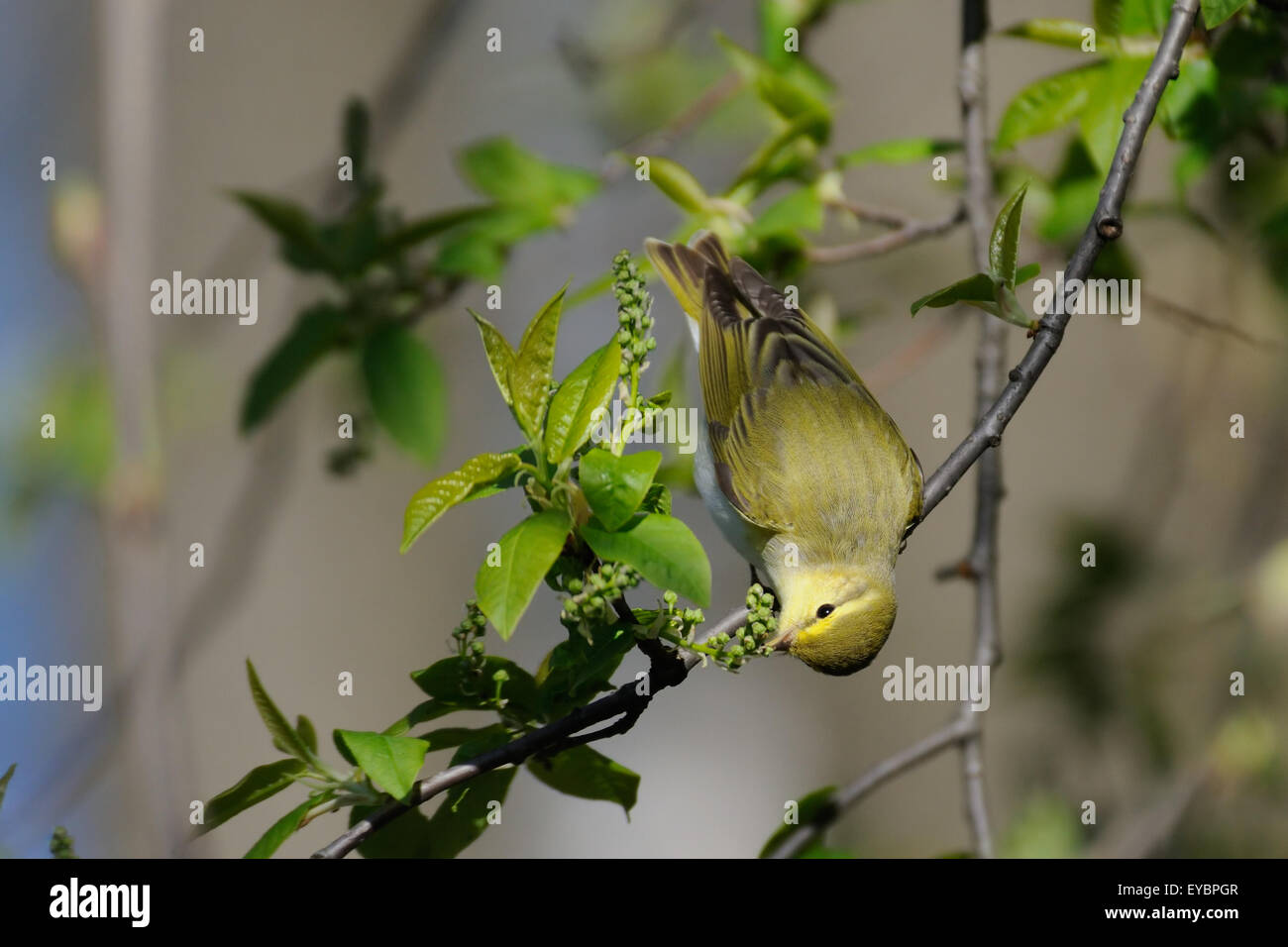 Wood Warbler eats fresh flower buds on bird cherry tree in spring Stock