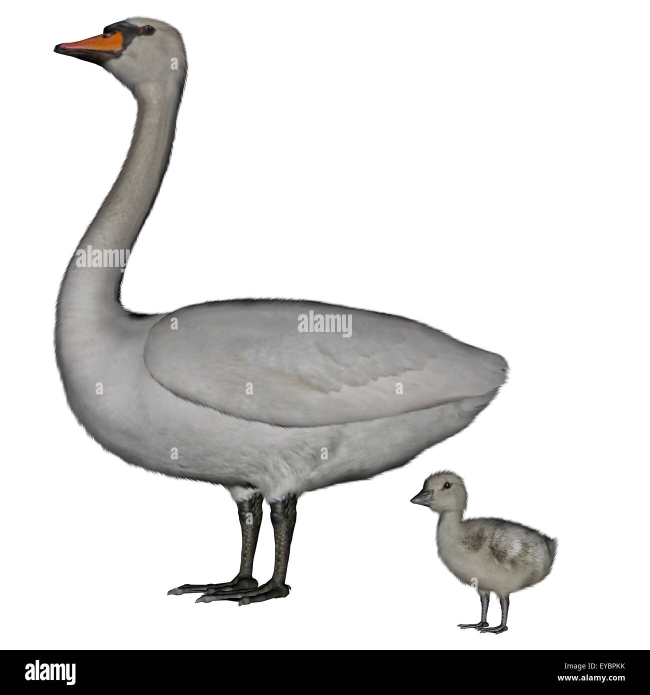 Mute swan, cygnus olor, mother and baby isolated in white background - 3D render Stock Photo