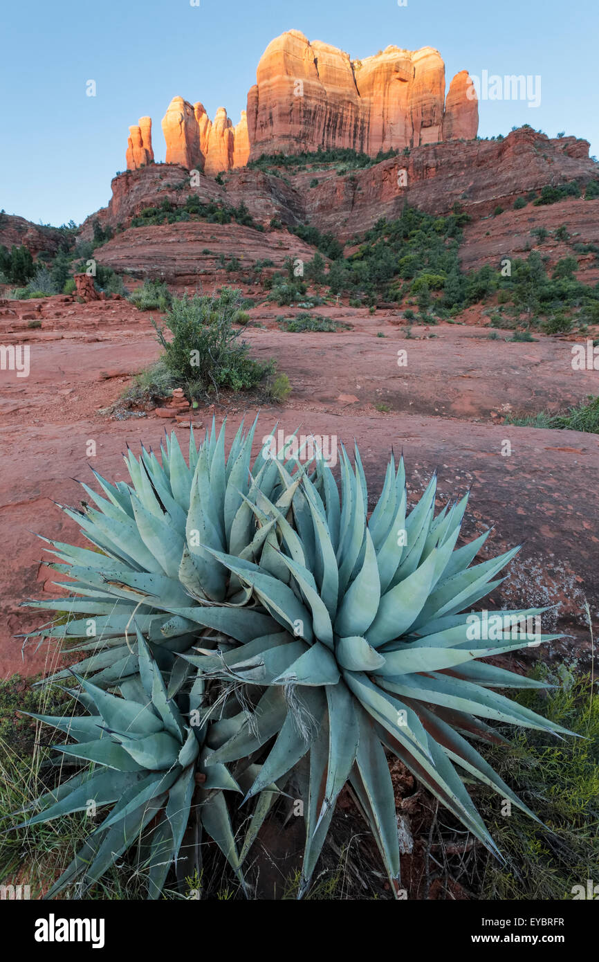 Agave and first light on Cathedral Rock, Sedona, Arizona Stock Photo