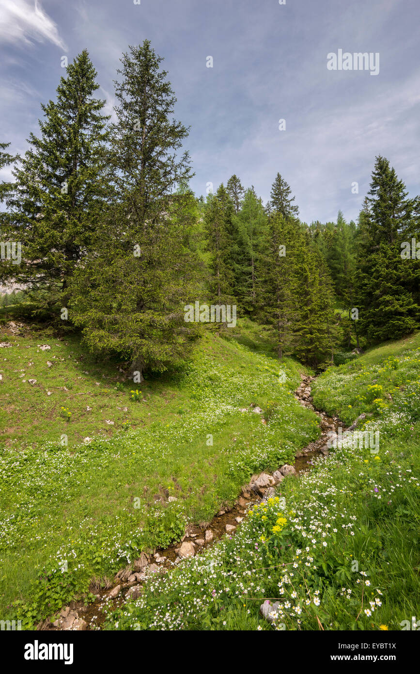 Little stream out of a forest, Wurzeralm, Austria Stock Photo