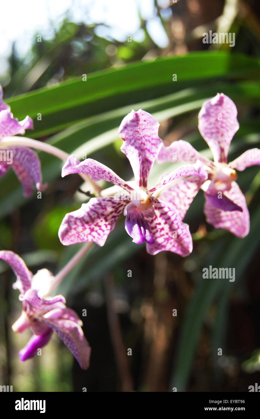 white and purple java vanda orchids in Sleman, Java, Indonesia Stock Photo