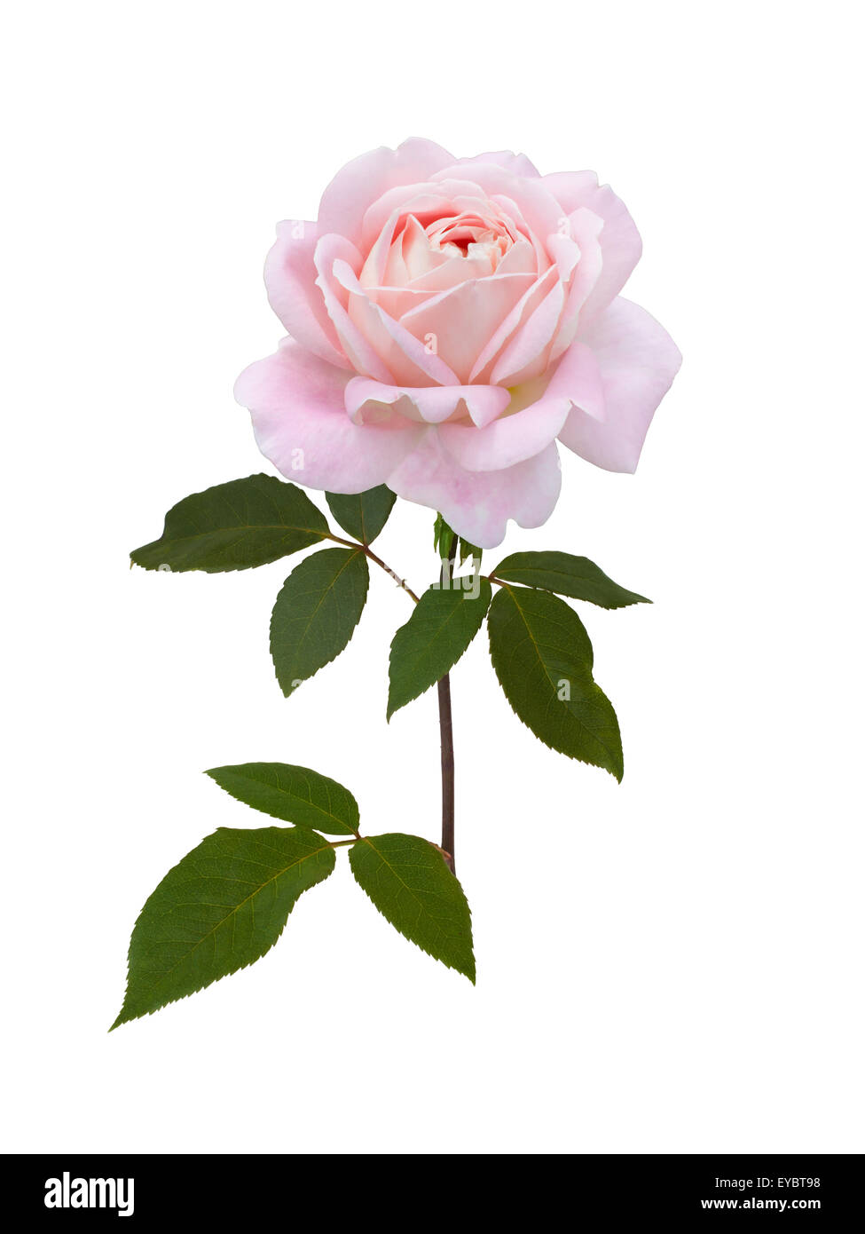 Pink rose isolated on a white background Stock Photo - Alamy