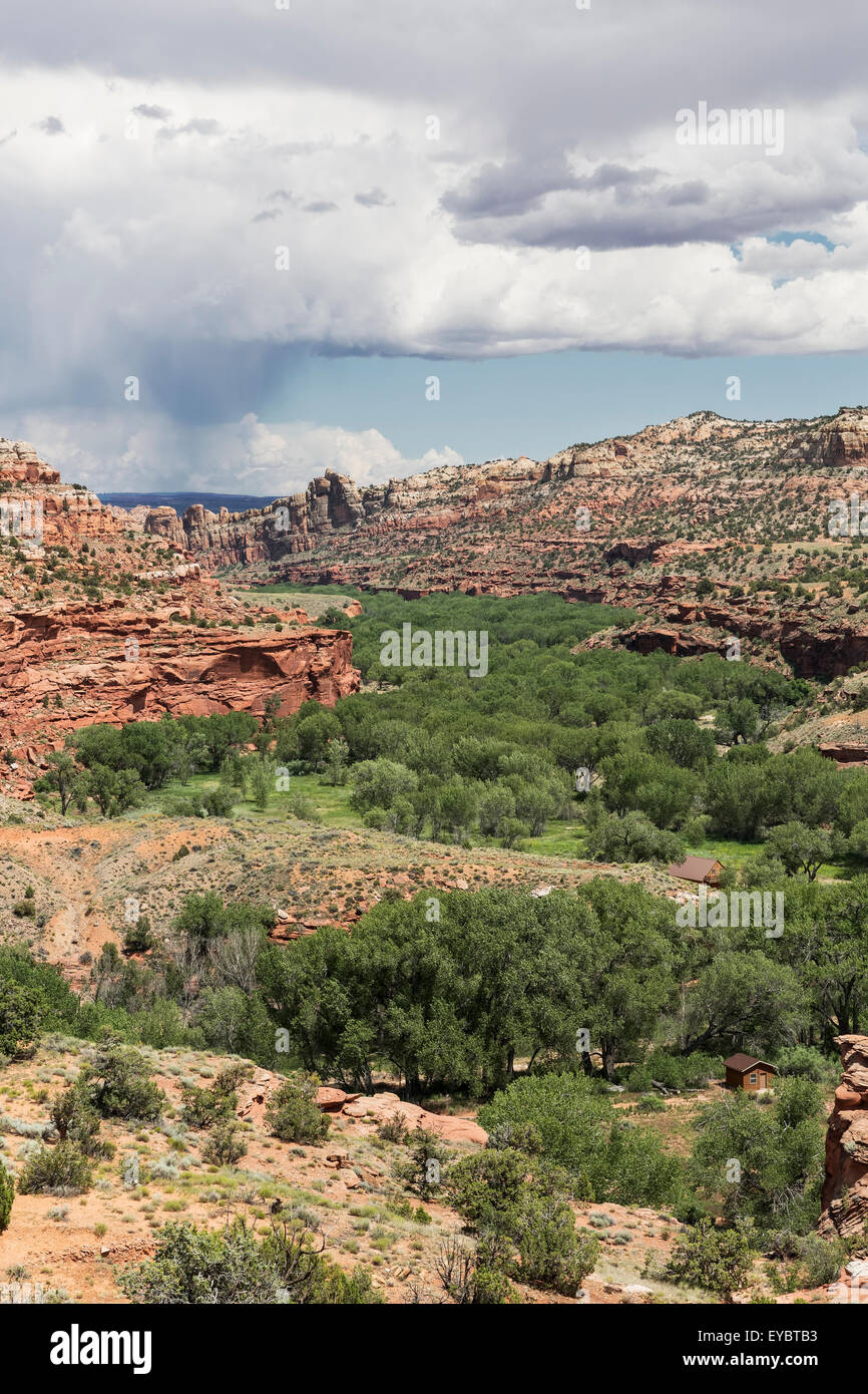 Swath of green trees runs through a canyon in The Grand Staircase-Escalante National Monument, Utah Stock Photo