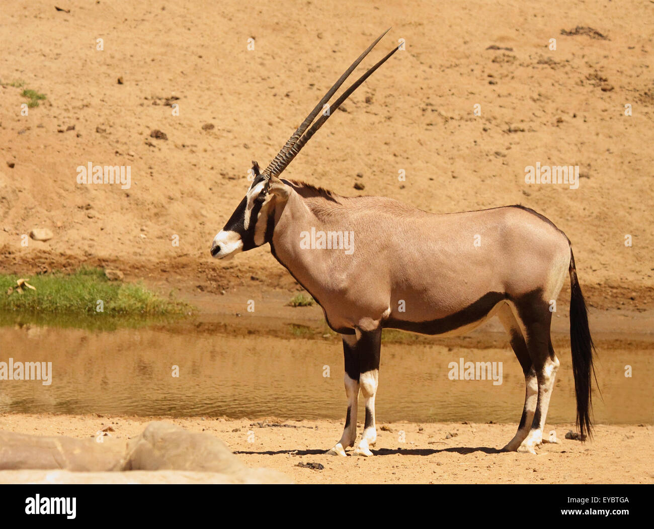 An Oryx bull resting along water. Stock Photo