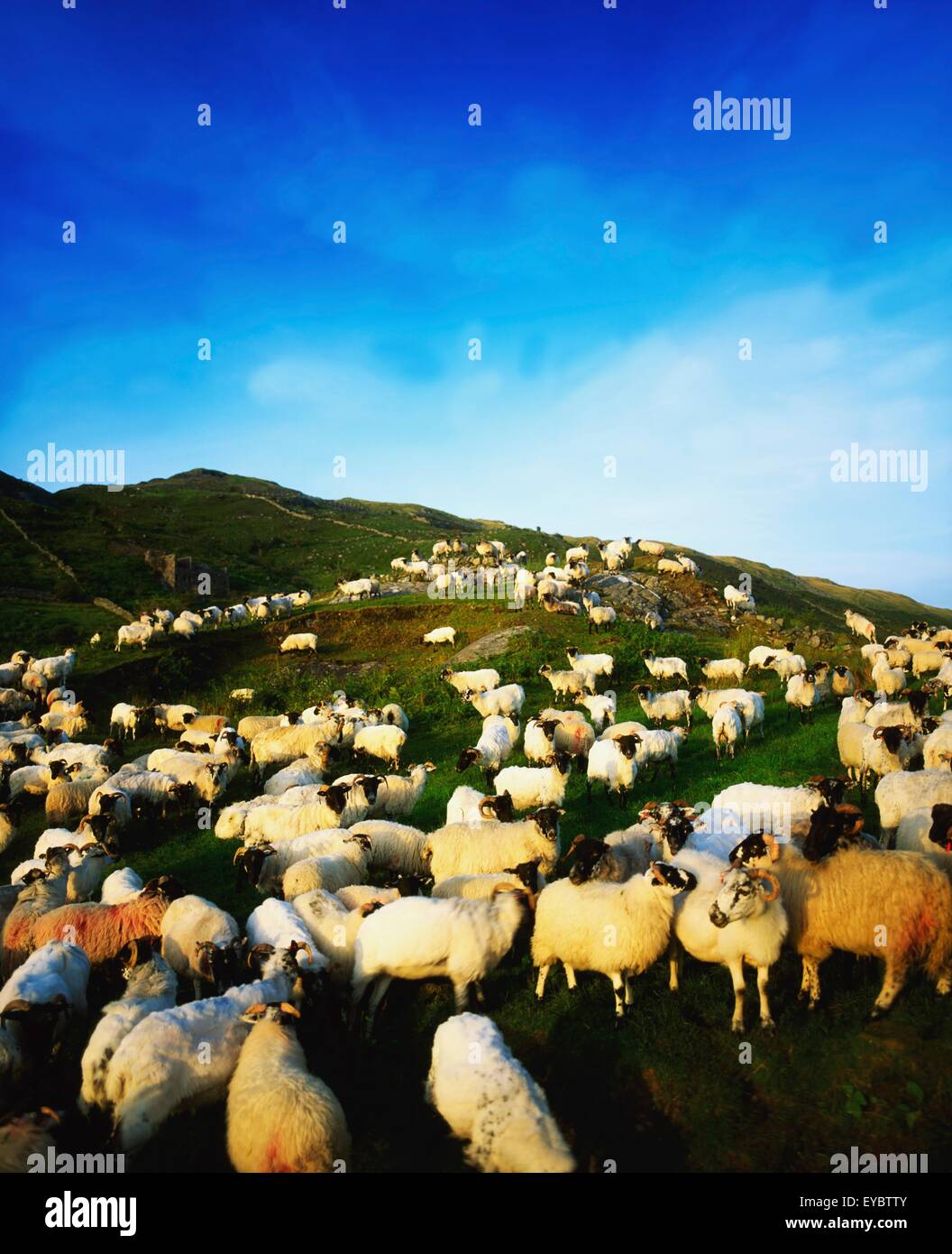 Maam Cross, Co Galway, Ireland; Sheep Stock Photo