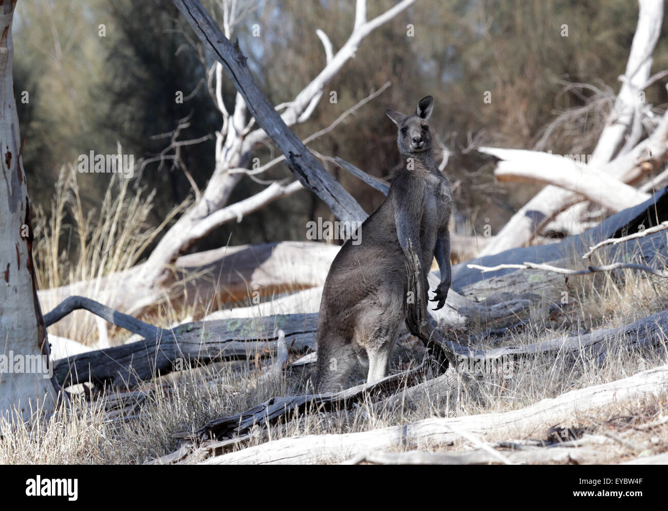 (Canberra, Australia---12 May 2013)     Kangaroos in a Canberra nature reserve. Stock Photo