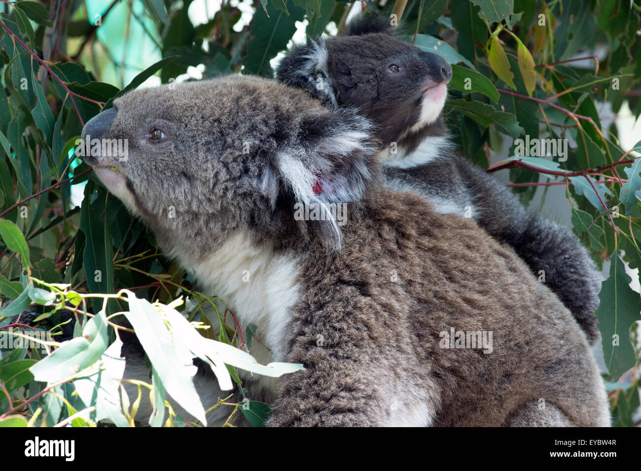 (Tidbinbilla Nature Reserve, Australia---24 December 2013)     A female koala with a baby joey on her back in Tidbinbilla Nature Stock Photo