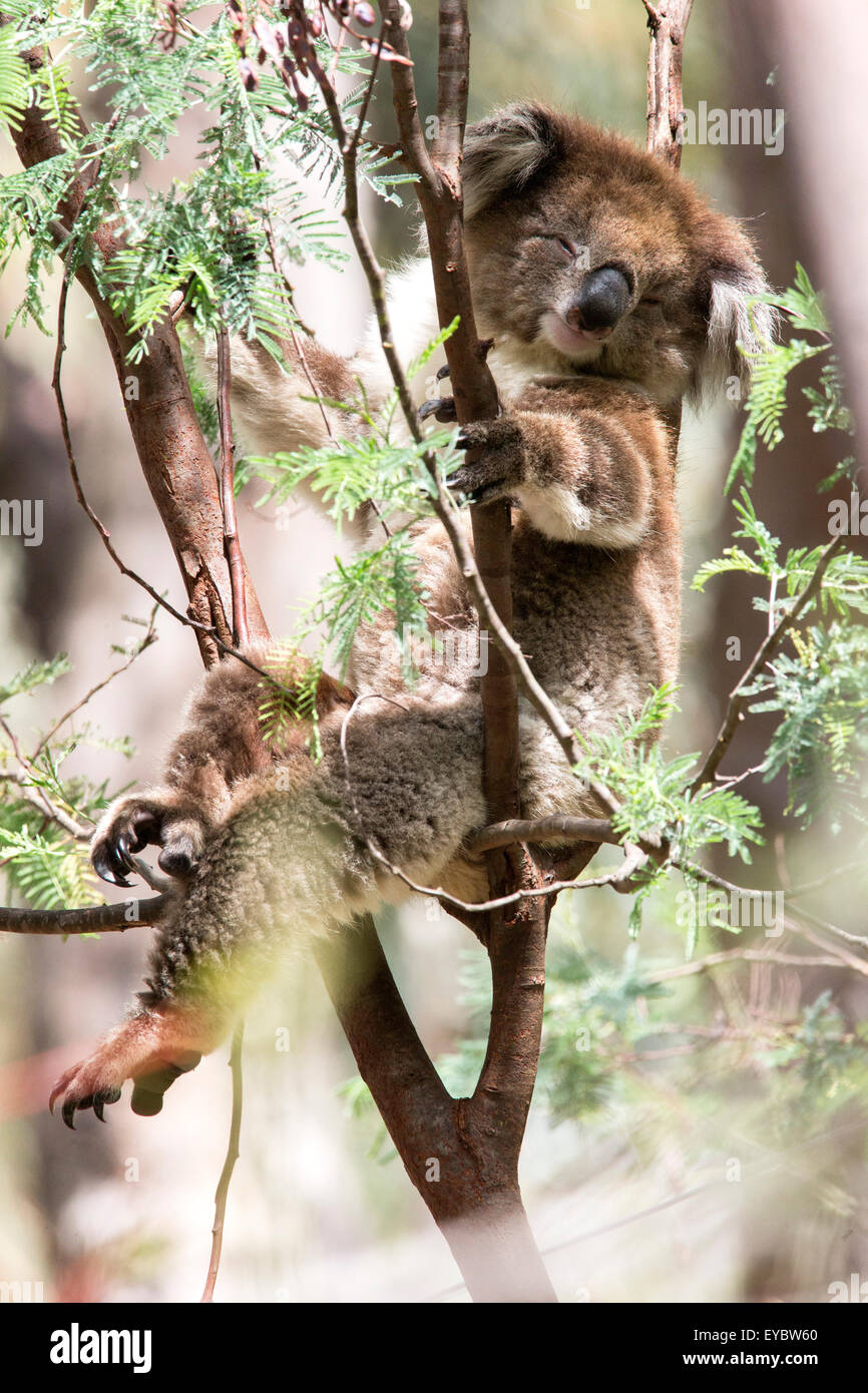 Family Of Koalas Sleeping In The Branches Of A Eucalyptus Tree, A