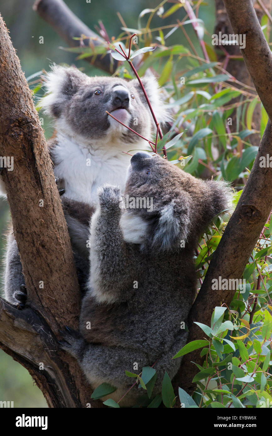 Two koala bears, Phascolarctos cinereus, in an eucalyptus tree