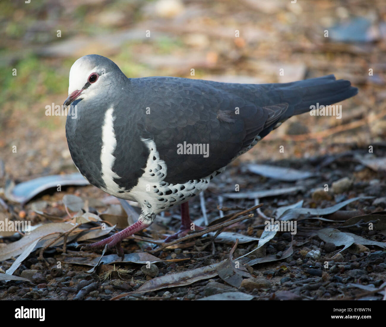A Wonga Pigeon (leucosarcia melanoleuca Stock Photo Alamy
