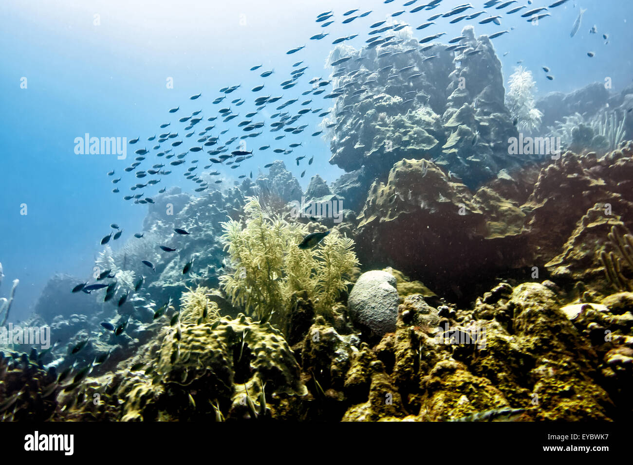 Underwater Wildlife Stock Photo