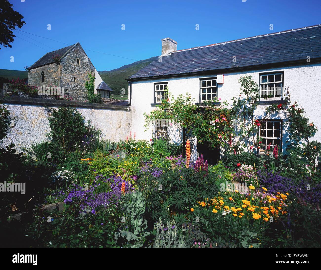 Carlingford, Co Louth, Ireland; Cottage And Garden Stock Photo Alamy