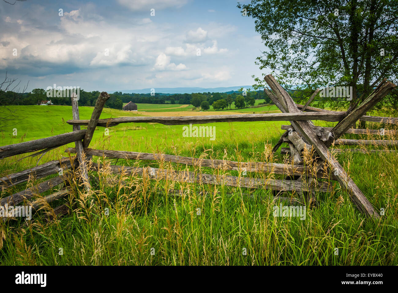 Fence and tree in a field at Antietam National Battlefield, Maryland. Stock Photo