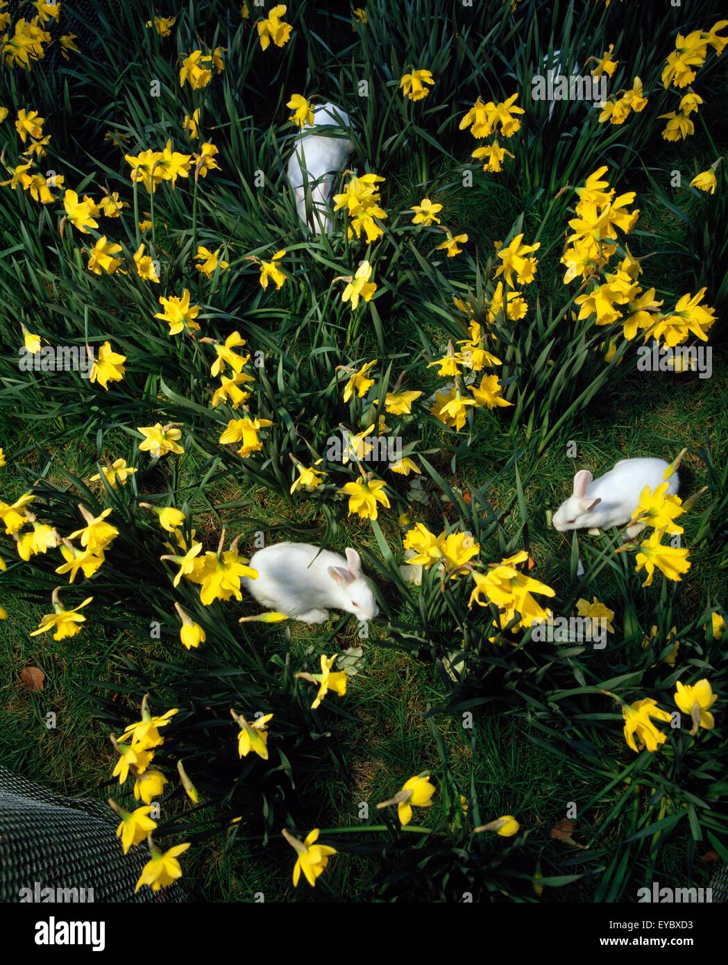 Rabbits In Daffodils, Easter Stock Photo - Alamy