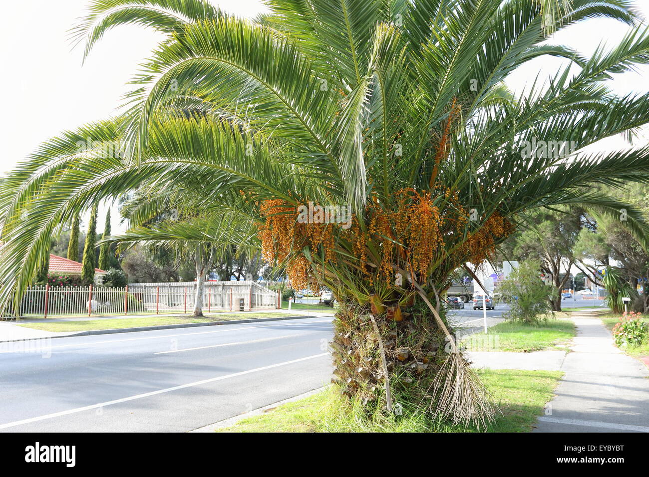 Butia capitata or also known as Pindo palm fruits on tree Stock Photo