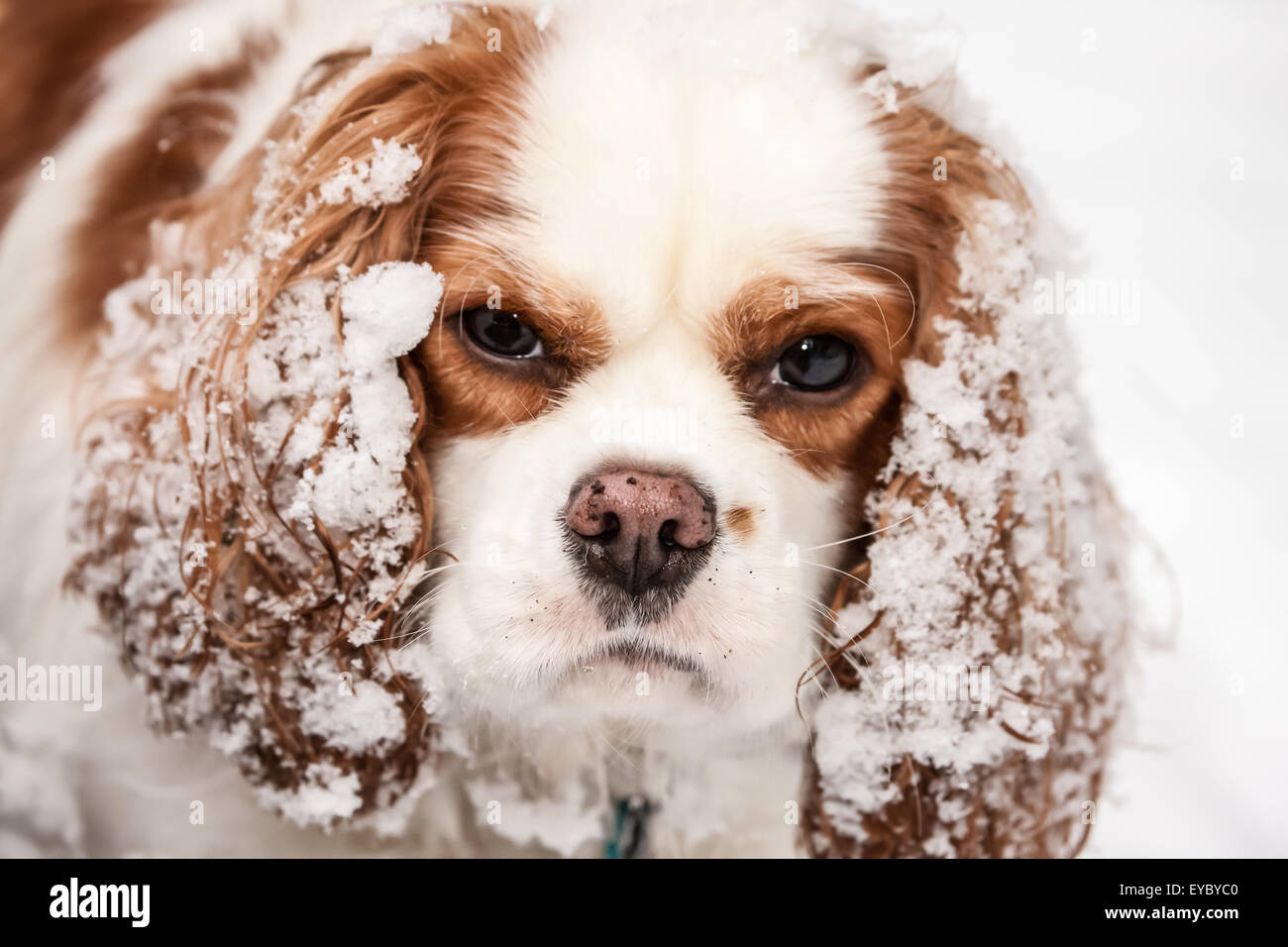 Mandy, a two year old Cavalier King Charles Spaniel, with snow caked onto her ears in Issaquah, Washington, USA Stock Photo